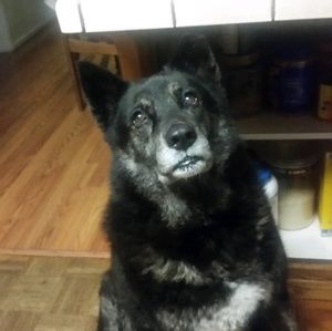 Meet your Posher, Dacia